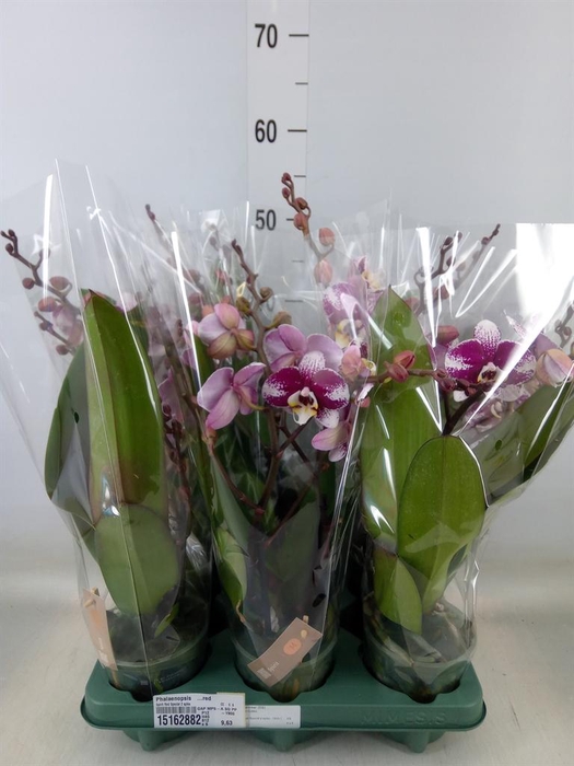 <h4>Phalaenopsis   ...red</h4>