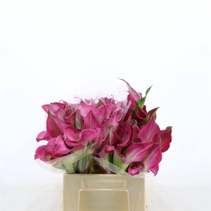 Calla Fantasia | Dubbelbloemig