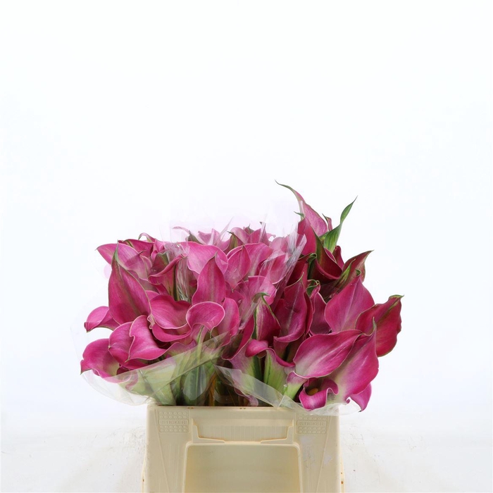 <h4>Calla Fantasia | Dubbelbloemig</h4>