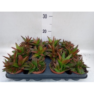Haworthia pumila 'West Jogoo'