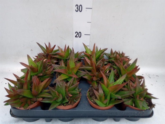 <h4>Haworthia pumila 'West Jogoo'</h4>