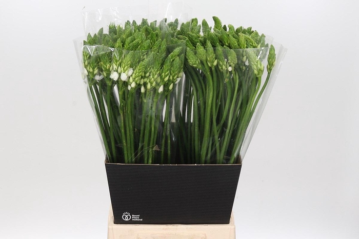 <h4>Ornithogalum Thyrsoides</h4>