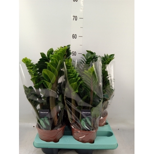 Zamioculcas zamiifolia 'Zenzi'