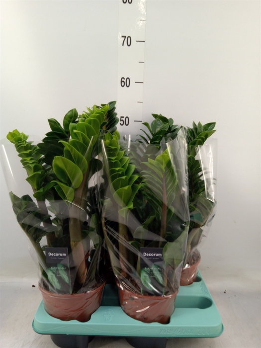 <h4>Zamioculcas zamiifolia 'Zenzi'</h4>
