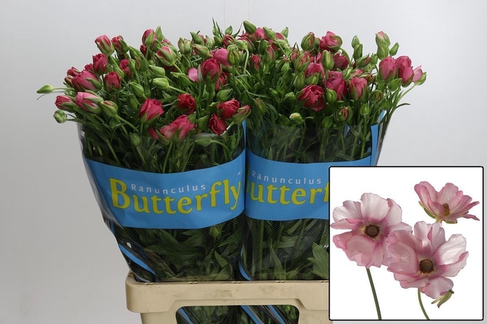 <h4>RAN BUTTERFLY LYCIA</h4>