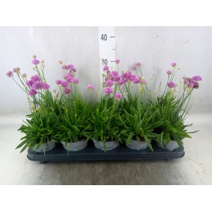 Armeria pseud.