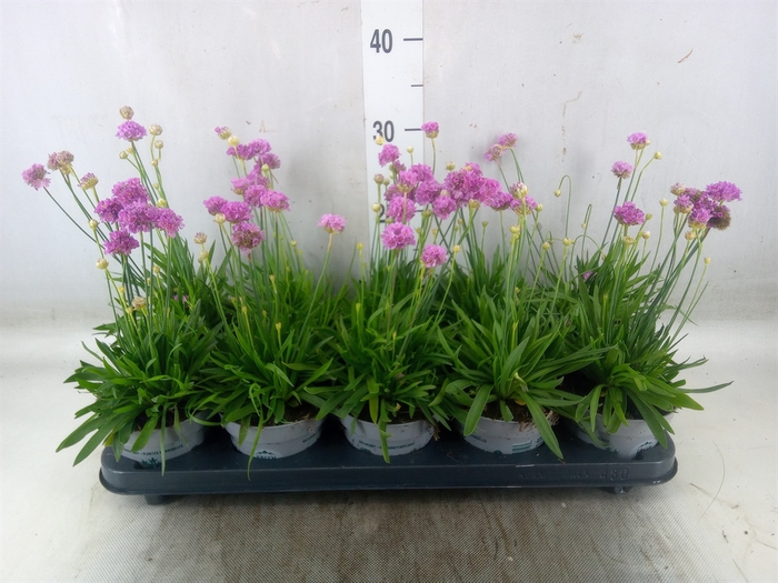 <h4>Armeria pseud.</h4>
