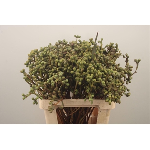 Euc Greenberry Per Bunch