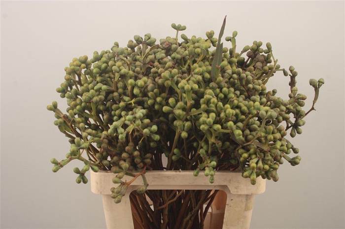 <h4>Euc Greenberry Per Bunch</h4>