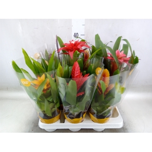 Bromelia   ...mix