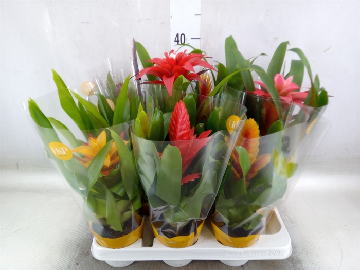 <h4>Bromelia   ...mix</h4>