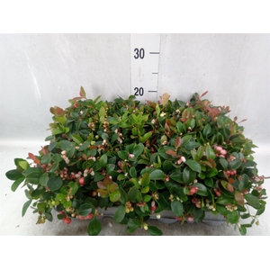 Gaultheria proc.