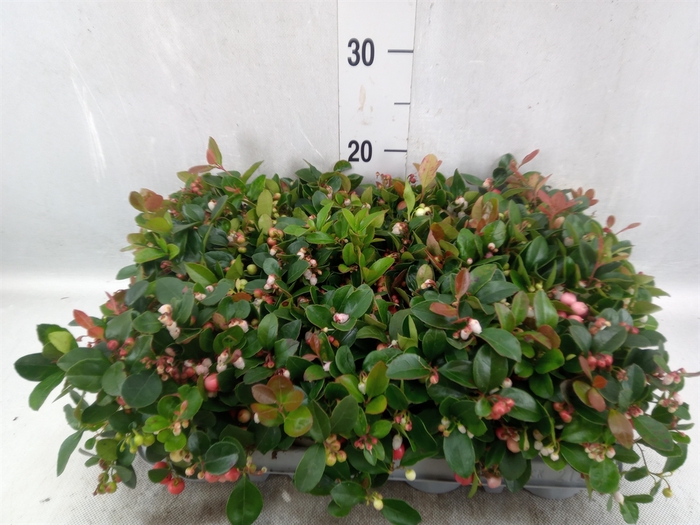 Gaultheria proc.