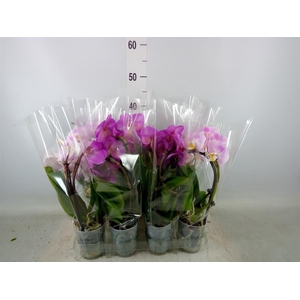 Phalaenopsis  'Elegant Cascade'