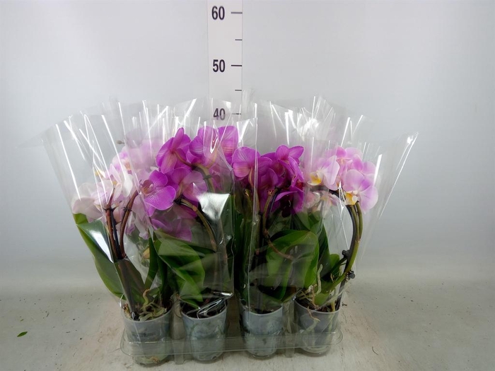 <h4>Phalaenopsis  'Elegant Cascade'</h4>