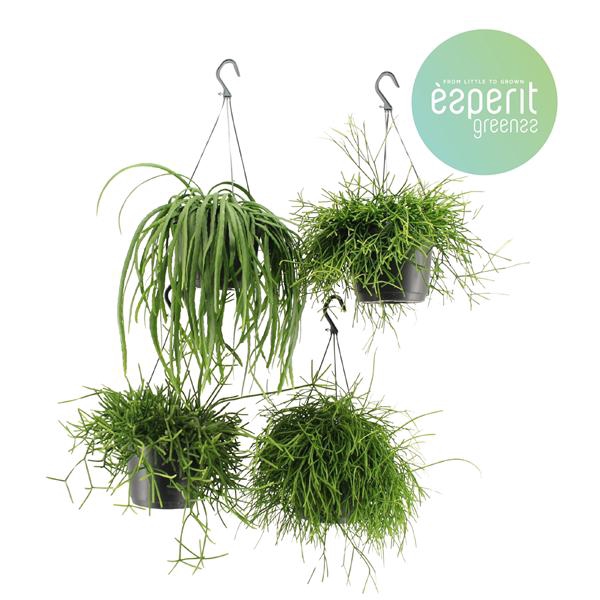 <h4>Rhipsalis Mix hangpot 2-4 srt.</h4>