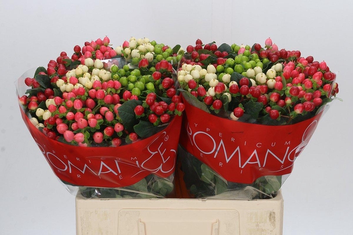 <h4>Hypericum Rainbow Romance</h4>