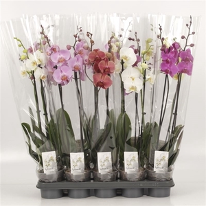 Phalaenopsis gemengd