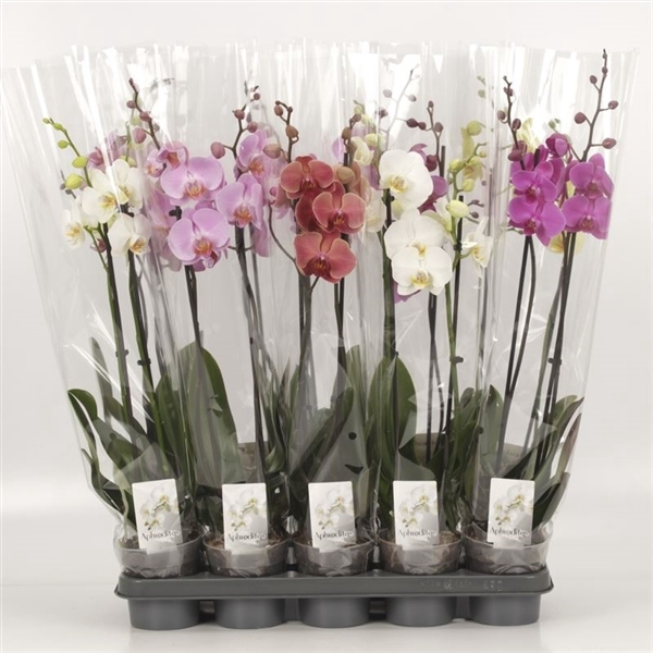 <h4>Phalaenopsis gemengd</h4>