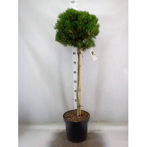 Pinus mugo 'Mops'