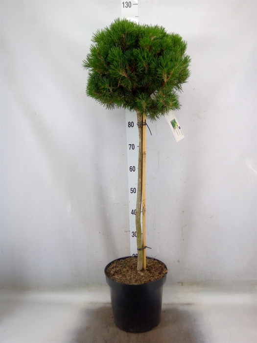 <h4>Pinus mugo 'Mops'</h4>