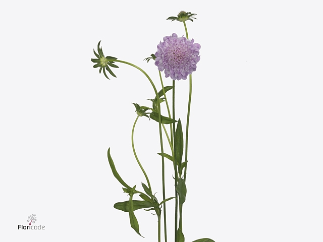 Scabiosa Saura