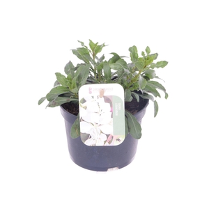 Gaura lind. Gaudi White