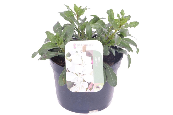 <h4>Gaura lind. Gaudi White</h4>