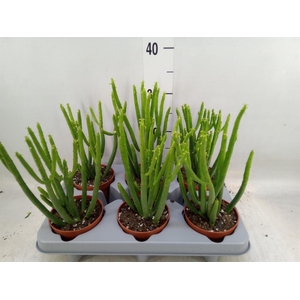 Euphorbia aeruginosa