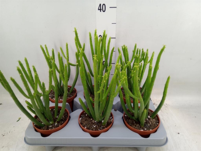 <h4>Euphorbia aeruginosa</h4>