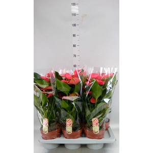 Anthurium andr. 'Melito'