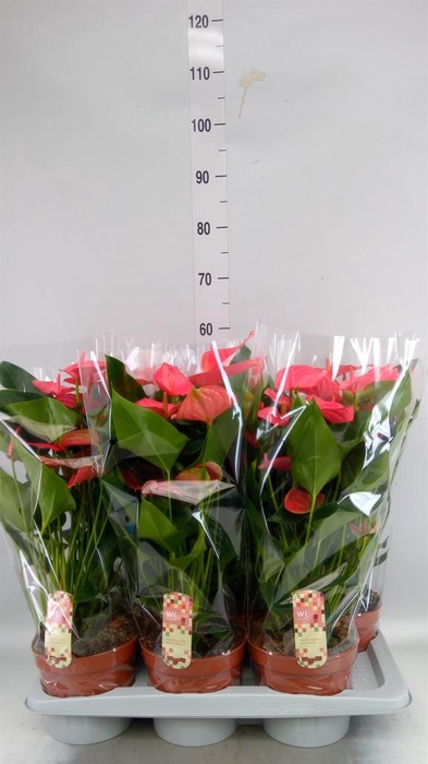 <h4>Anthurium andr. 'Melito'</h4>