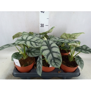 Alocasia   ...