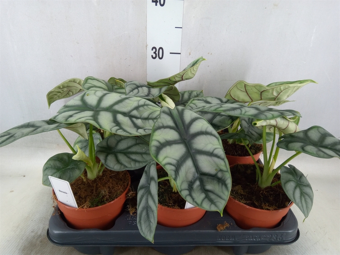 <h4>Alocasia   ...</h4>