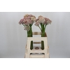 Allium Silverspring