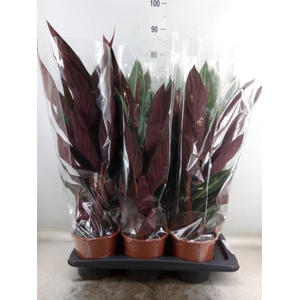 Stromanthe sanguin. 'Stripestar'