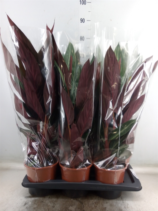 <h4>Stromanthe sanguin. 'Stripestar'</h4>