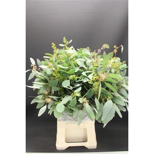 Euc Populus Bes 300 Gr