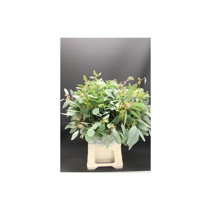 <h4>Euc Populus Bes 300 Gr</h4>