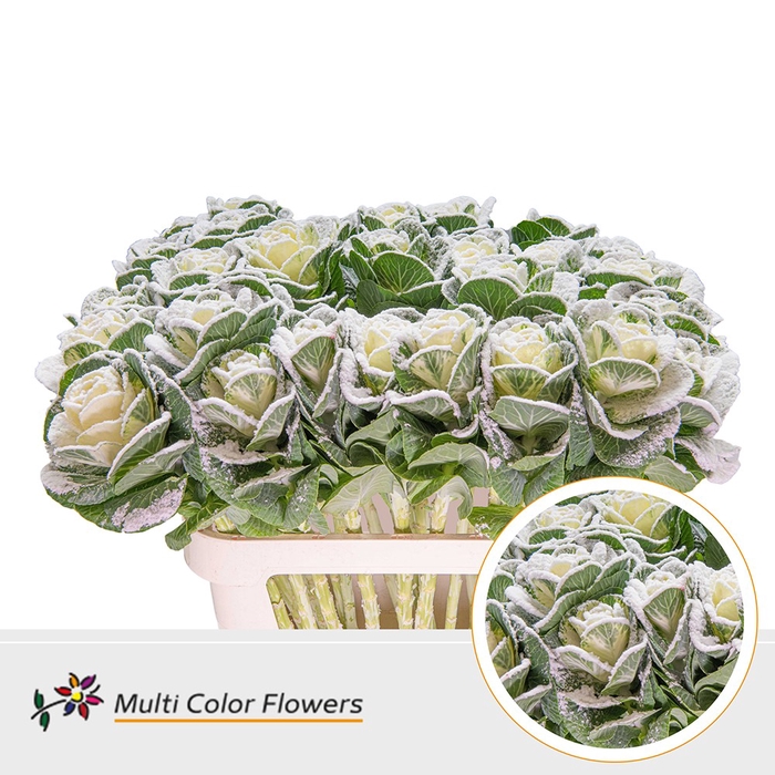 <h4>Brassica Naturel Snow Wit & Glit Parelmoer</h4>