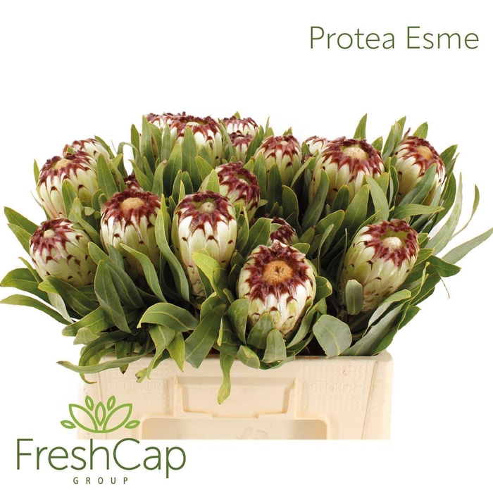 <h4>Protea magnifica 'Niobe'</h4>