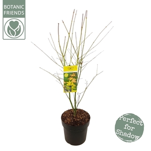 Acer palm. 'Orange Dream'