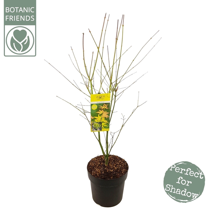 <h4>Acer palm. 'Orange Dream'</h4>