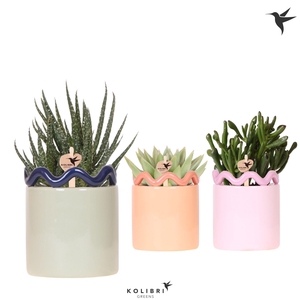 Kolibri Greens Succulenten mix in Funky pot mix