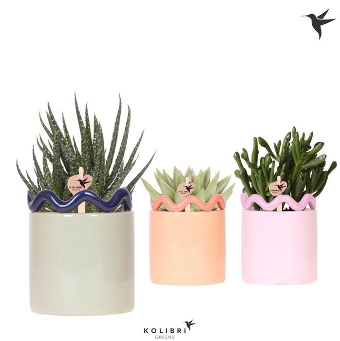 <h4>Kolibri Greens Succulenten mix in Funky pot mix</h4>