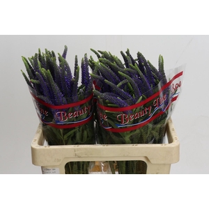 Veronica Skyler Blue