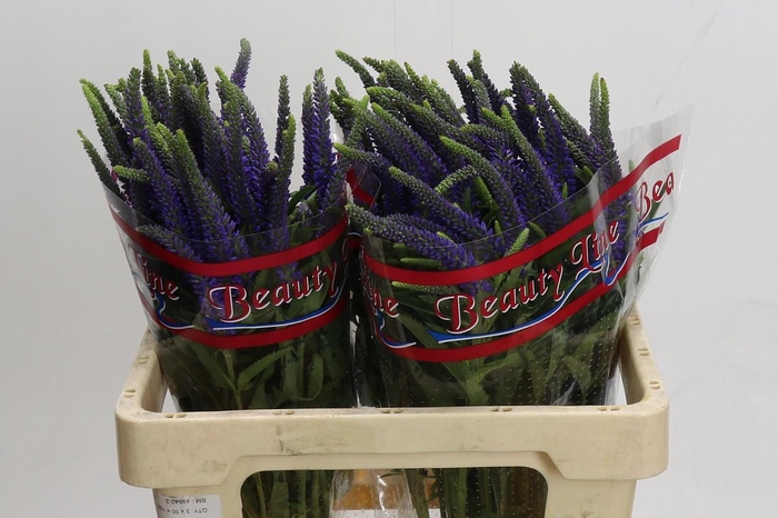 <h4>Veronica Skyler Blue</h4>