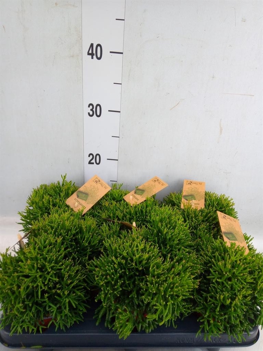 <h4>Rhipsalis   ...</h4>