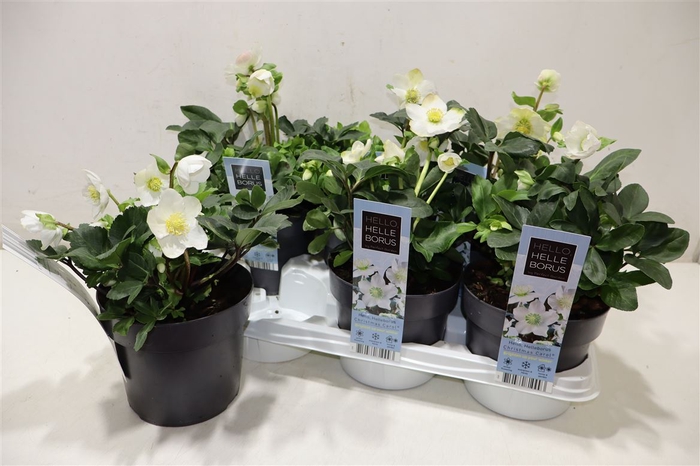 <h4>Hell Ni Chr Carol</h4>