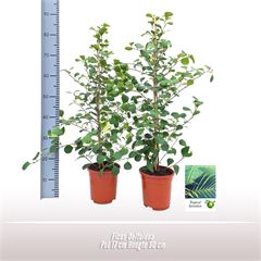 Ficus Deltoidea